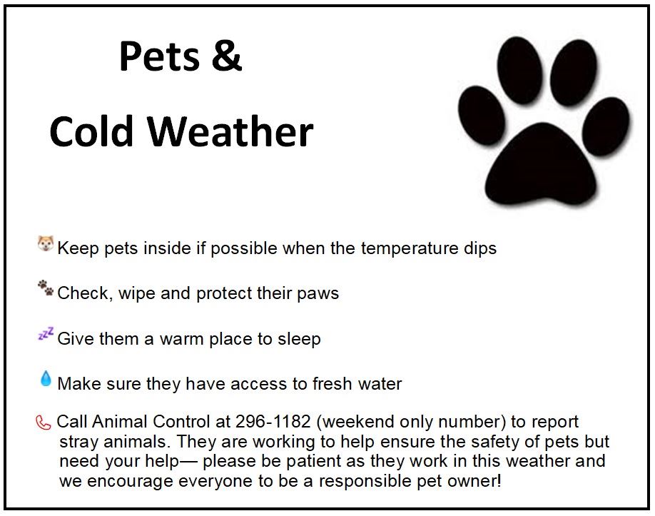 pets and winter