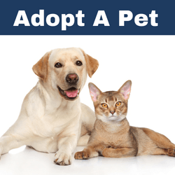 Animal Website 1