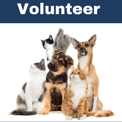 Animal Website 2