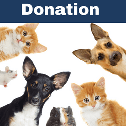 Animal Website 3