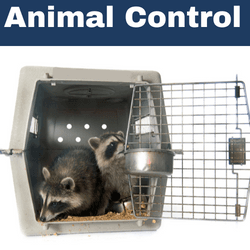 Animal Website 4
